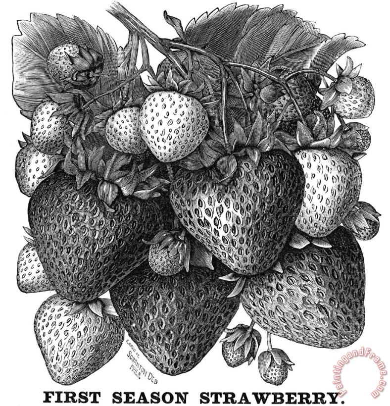 Botany: Strawberry Bush painting - Others Botany: Strawberry Bush Art Print