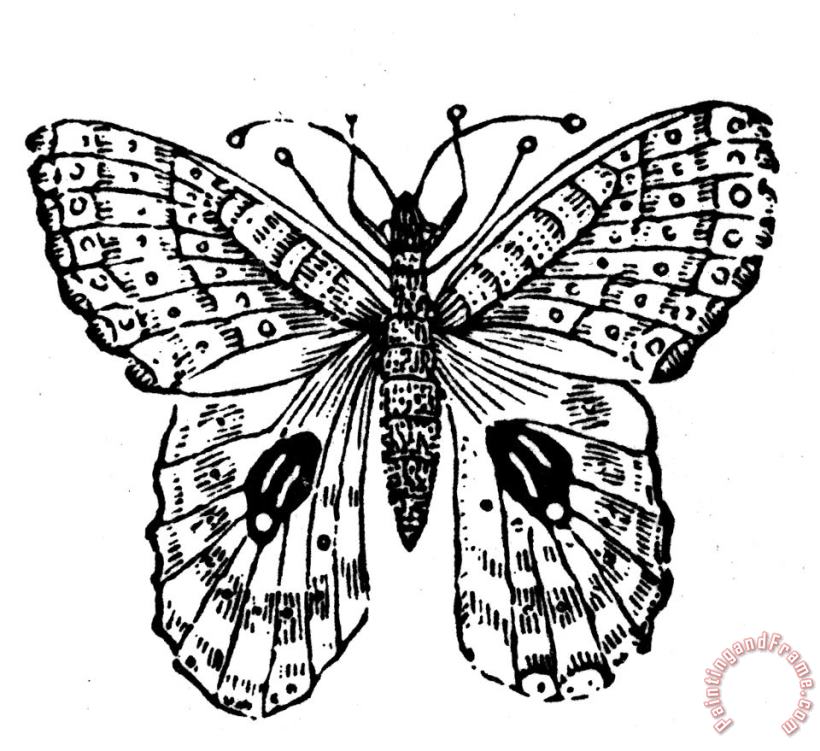 Others Butterfly Art Print