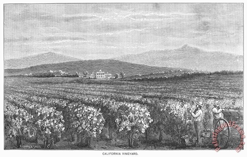 California: Vineyard painting - Others California: Vineyard Art Print