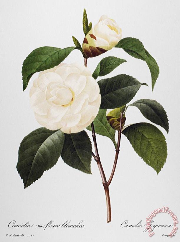 Camellia, 1833 painting - Others Camellia, 1833 Art Print