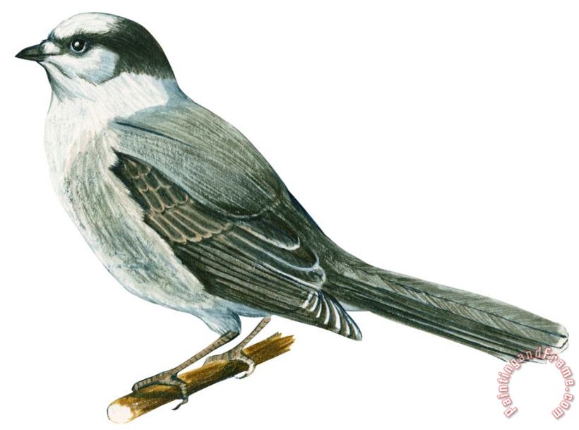 Others Canada Jay Art Print