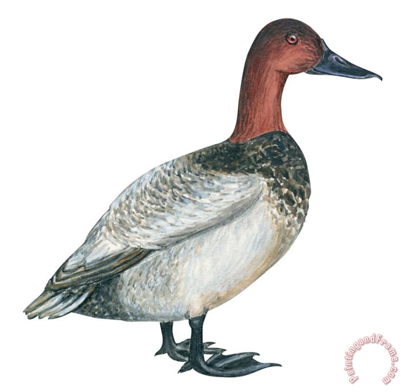 Others Canvasback Duck Art Print