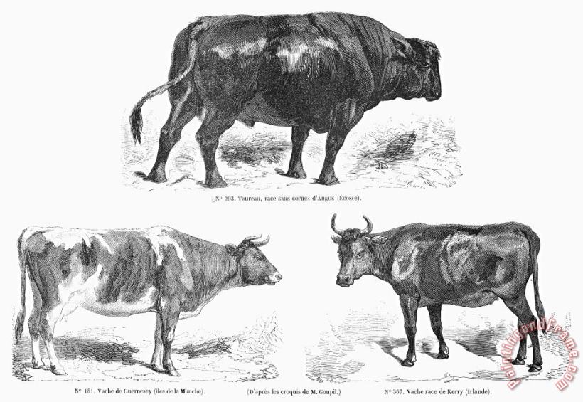 Others Cattle Breeds, 1856 Art Print