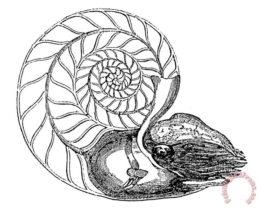Others Chambered Nautilus Art Print
