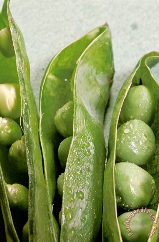 Close Up Of Green Peas In Pods painting - Others Close Up Of Green Peas In Pods Art Print