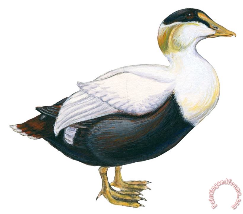 Others Common Eider Art Painting