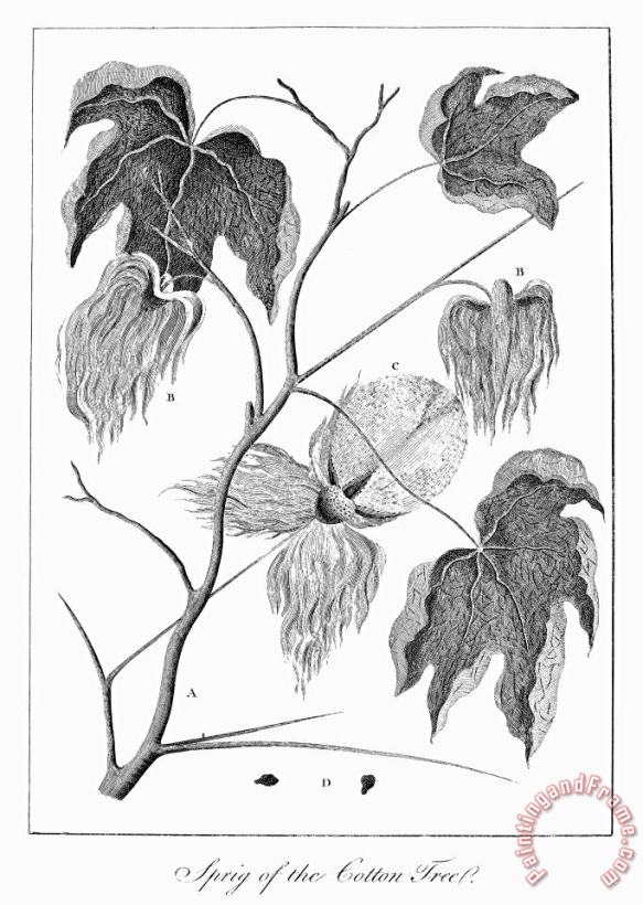 Others Cotton Plant, 1796 Art Print