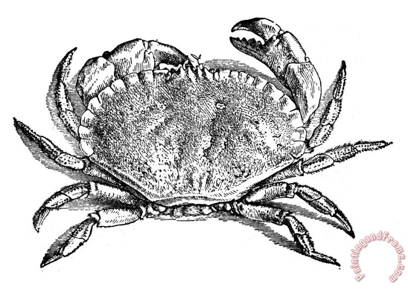 Others Crab Art Print