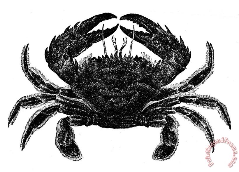 Crab painting - Others Crab Art Print