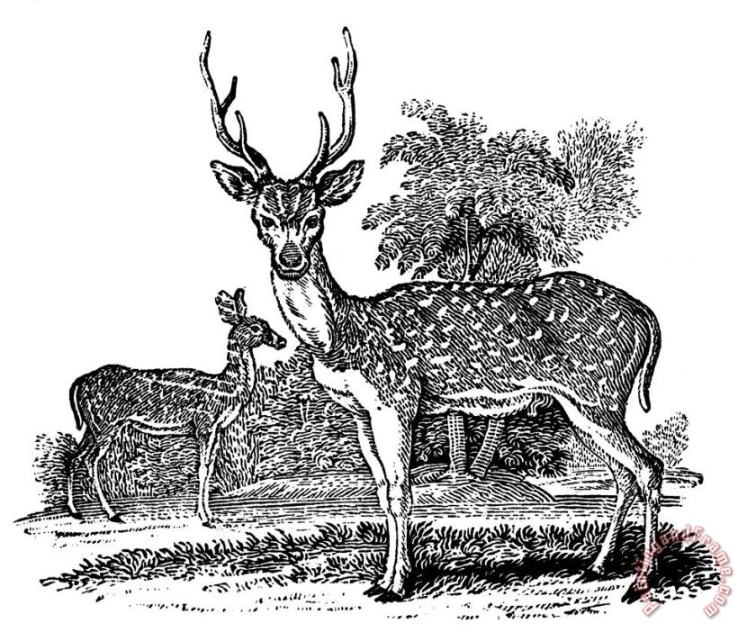 Others Deer Art Painting
