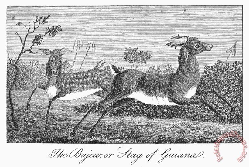 Deer, 1796 painting - Others Deer, 1796 Art Print