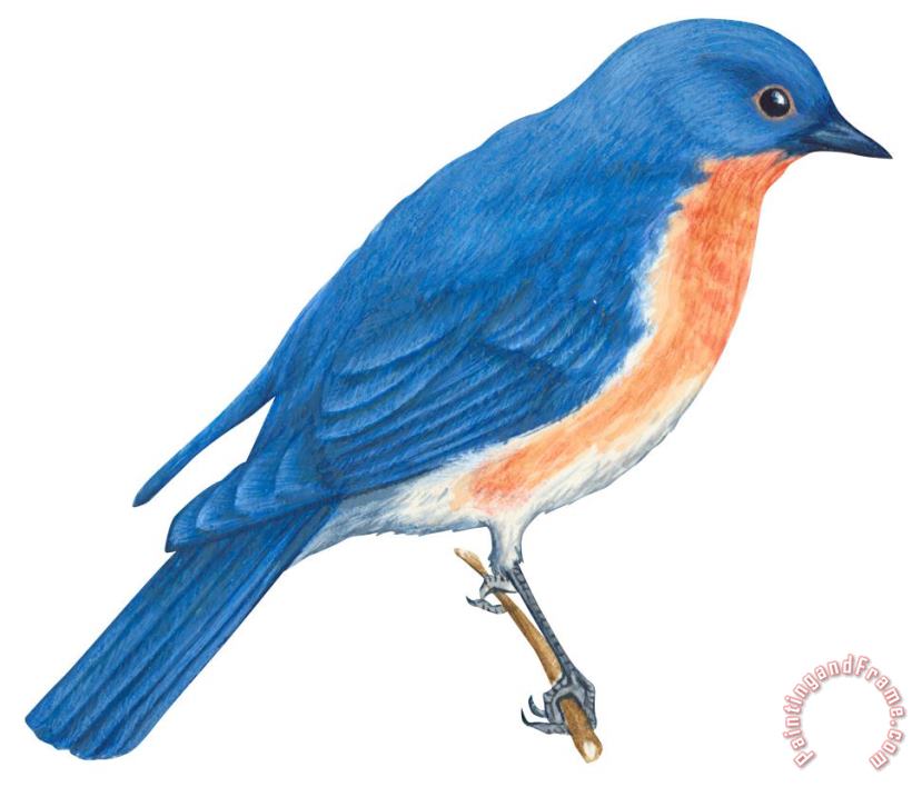 Others Eastern Bluebird Art Painting