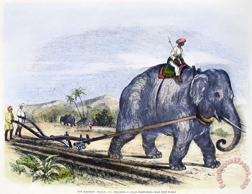 Others Elephant Plowing, 1847 Art Painting