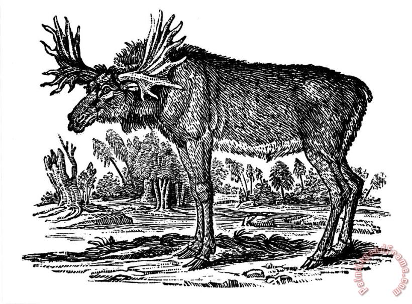 Others Elk/moose Art Print