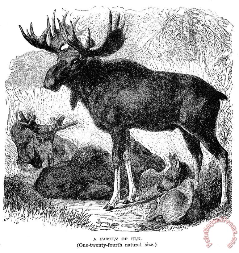 Others Elk/moose Art Painting