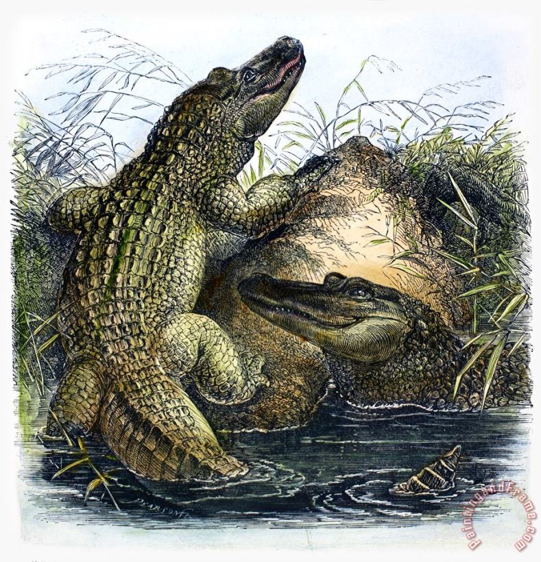 Florida Alligators painting - Others Florida Alligators Art Print