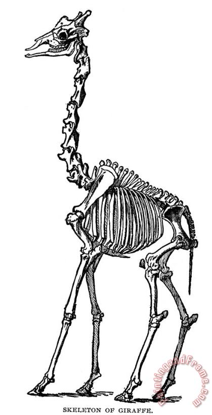 Others Giraffe Skeleton Art Print