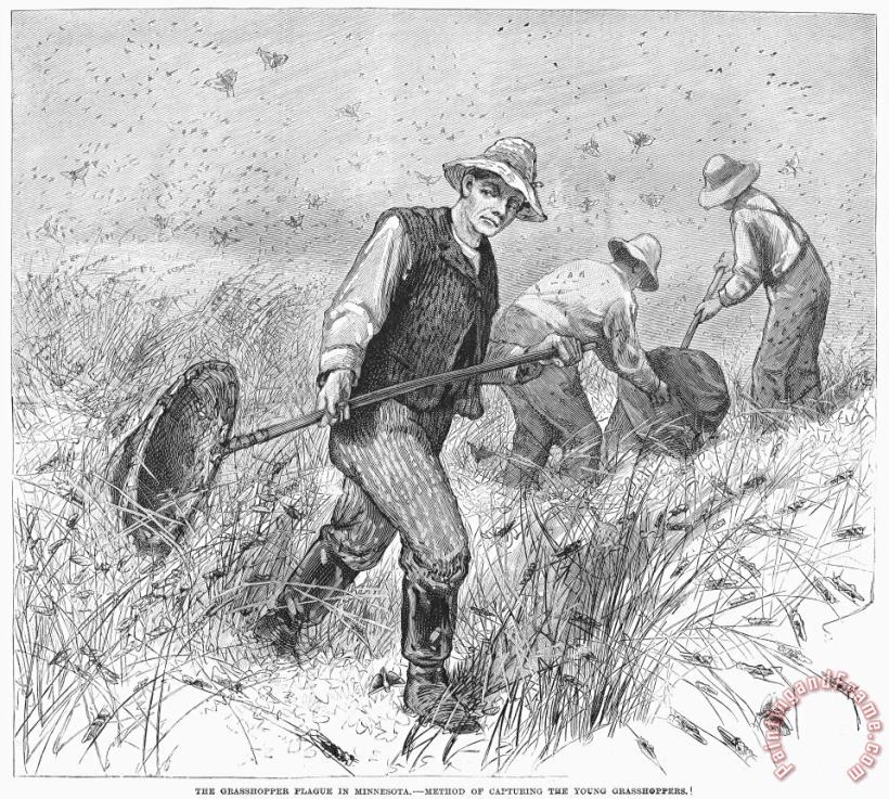 Grasshopper Plague, 1888 painting - Others Grasshopper Plague, 1888 Art Print
