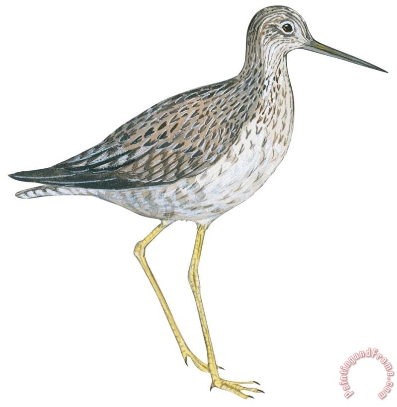 Others Greater Yellowlegs Art Painting