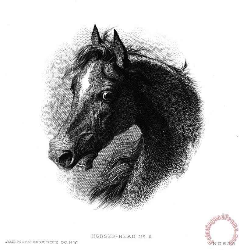 Others Horse Art Print