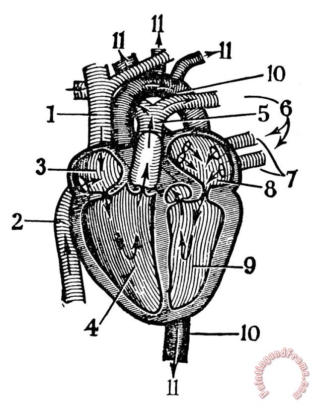 Human Heart painting - Others Human Heart Art Print