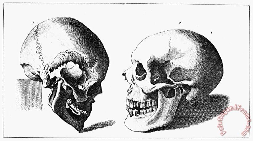 Human Skull painting - Others Human Skull Art Print
