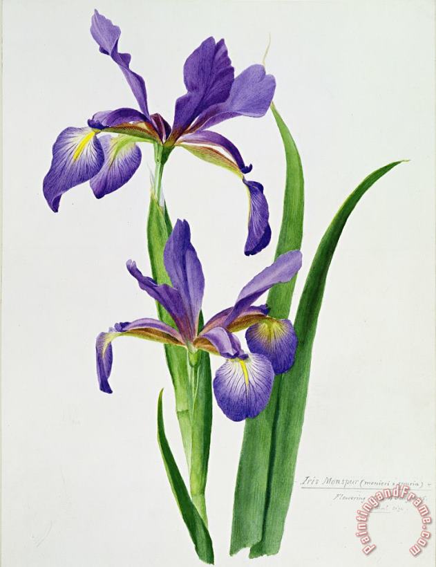 Others Iris monspur Art Print