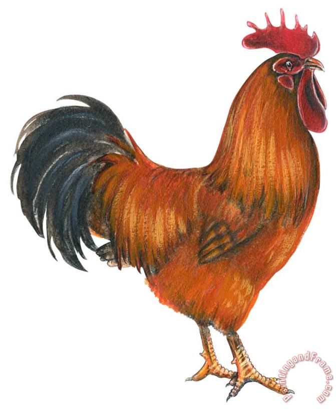 Others New Hampshire Rooster Art Painting