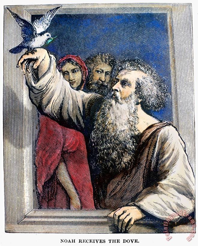 Others Noah Receives The Dove Art Print