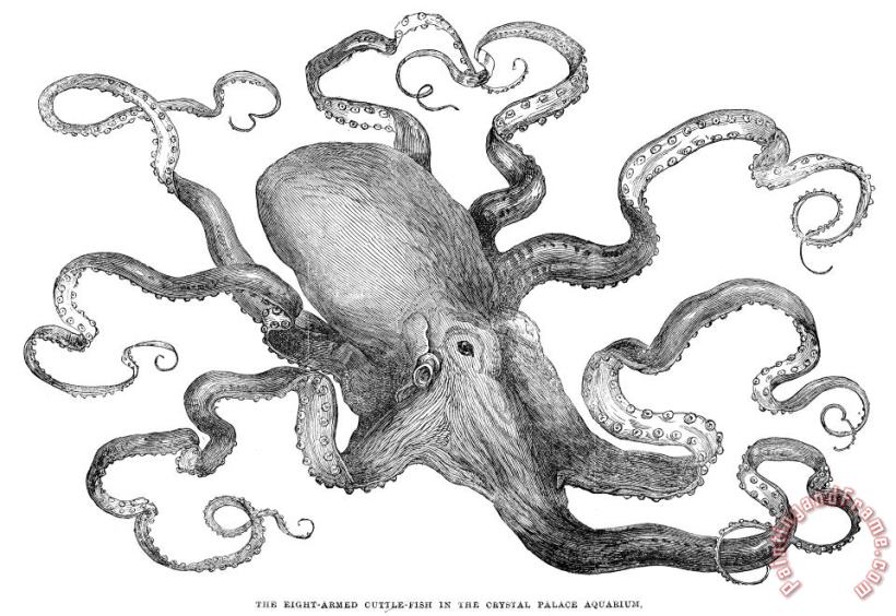 Others Octopus Art Print