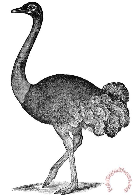 Others Ostrich Art Print