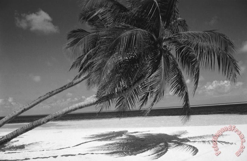 Others Palm tree shadow on sand Art Print
