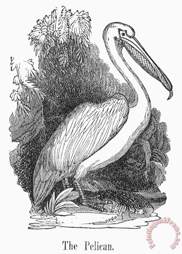 Others Pelican Art Print