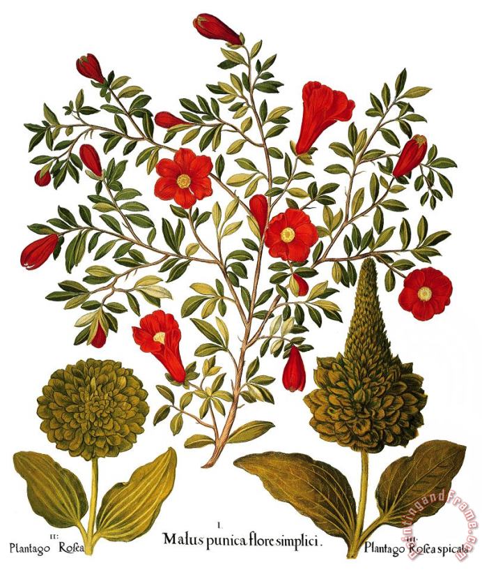 Pomegranate, 1613 painting - Others Pomegranate, 1613 Art Print