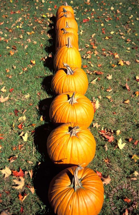 Pumpkins In A Row painting - Others Pumpkins In A Row Art Print