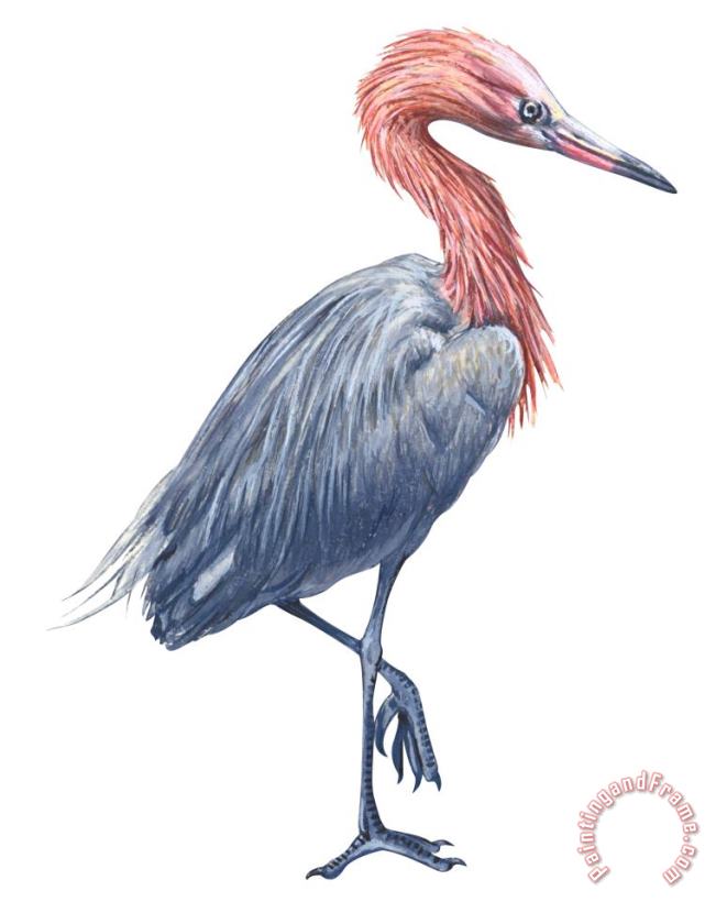Reddish Egret painting - Others Reddish Egret Art Print