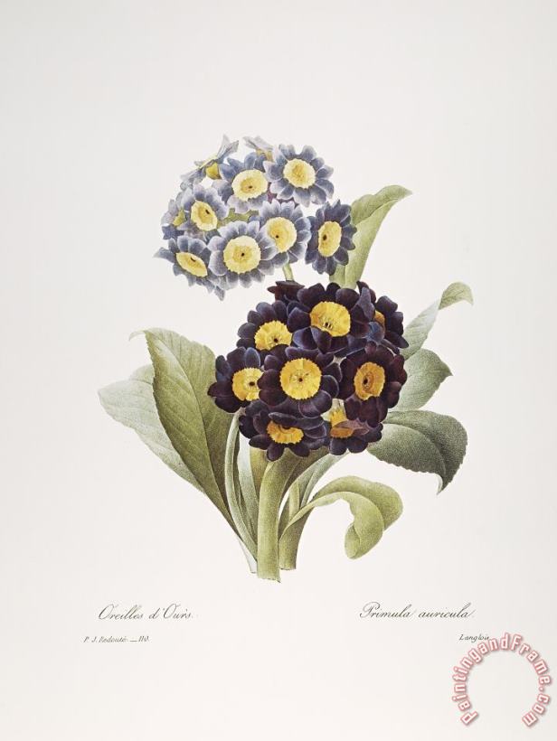 Others Redoute: Auricula, 1833 Art Print
