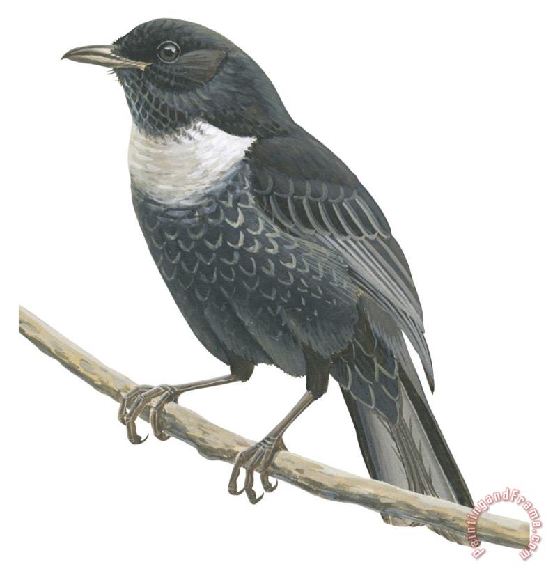 Ring Ouzel painting - Others Ring Ouzel Art Print