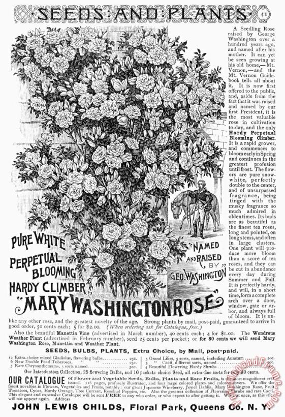 Others Rose Advertisement, 1890 Art Print