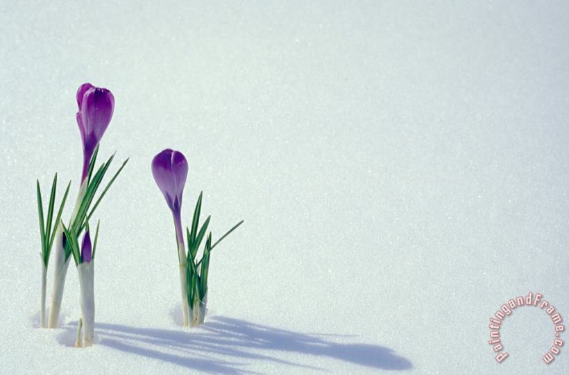 Others Spring Crocuses In Snow Art Painting