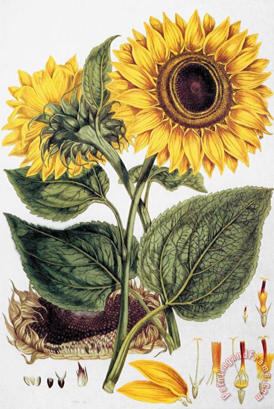 Others Sunflower Art Painting