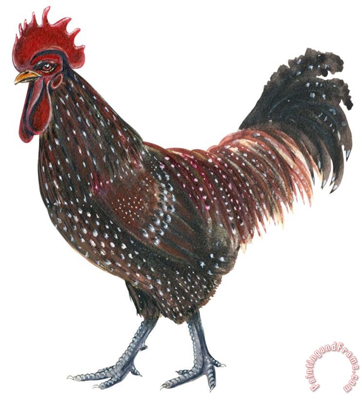 Others Sussex Rooster Art Painting