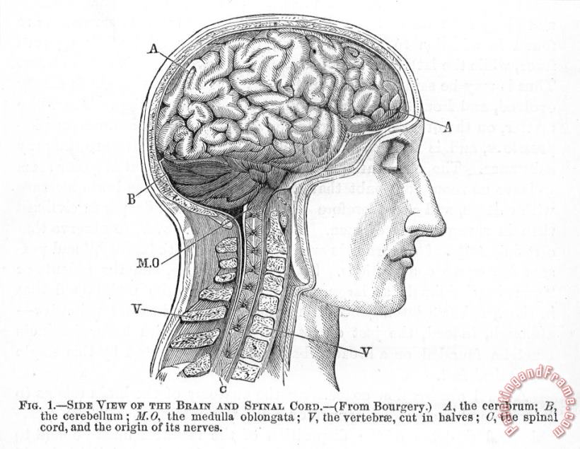 Others The Human Brain Art Print