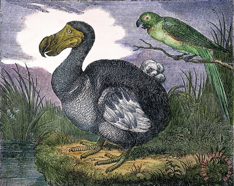 The Mauritius Dodo painting - Others The Mauritius Dodo Art Print