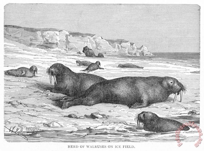 Others Walruses On Ice Field Art Painting