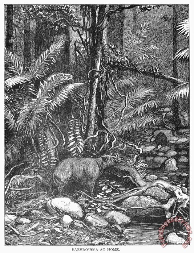 Others Wild Boar Art Print