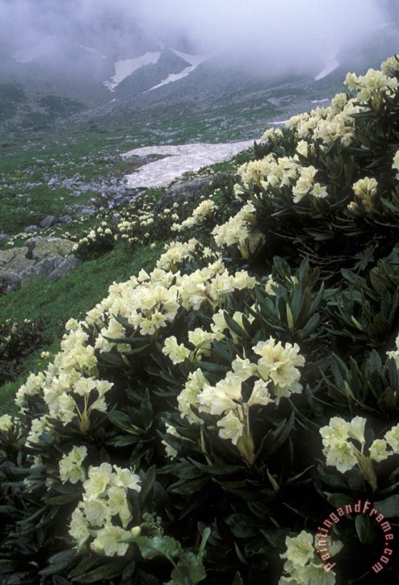 Wild Rhododendrons On A Hillside painting - Others Wild Rhododendrons On A Hillside Art Print