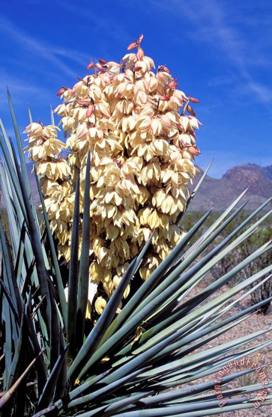 Others Yucca Plant In Bloom Art Print