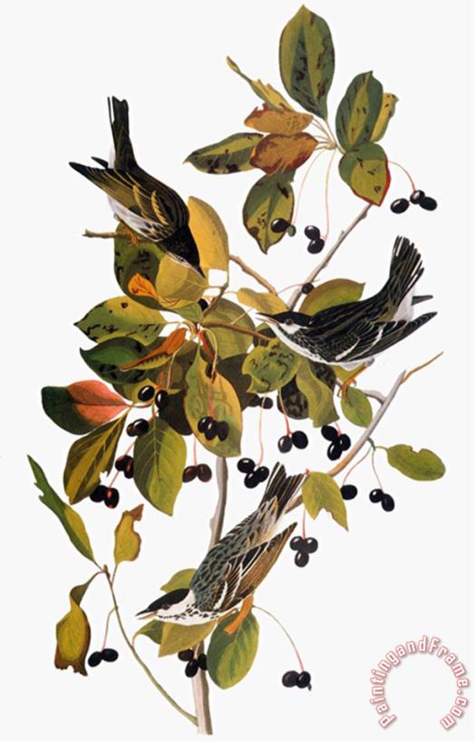 John James Audubon Audubon Warbler painting - Pablo Picasso John James Audubon Audubon Warbler Art Print