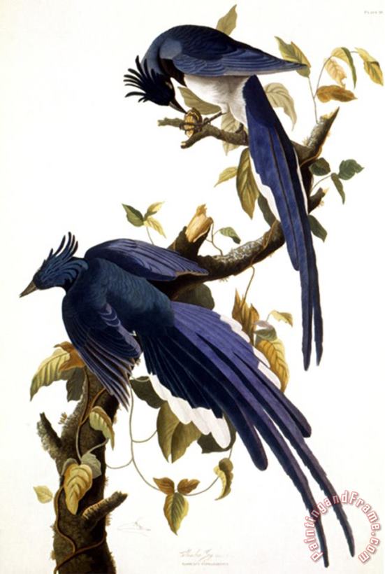 John James Audubon Columbia Jay 1830 painting - Pablo Picasso John James Audubon Columbia Jay 1830 Art Print